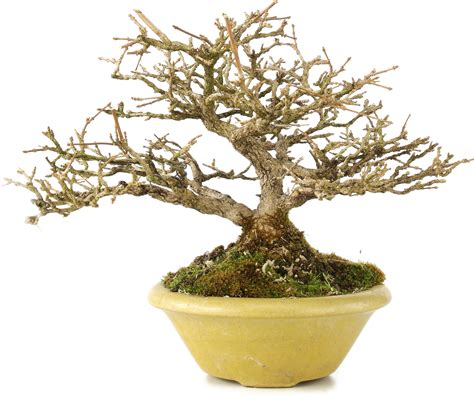 bonsai 意思|欧路词典